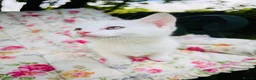 Mixed Breed cats for sale: *READY NOW* 5 Beautiful, Confident Kittens - Advert 2