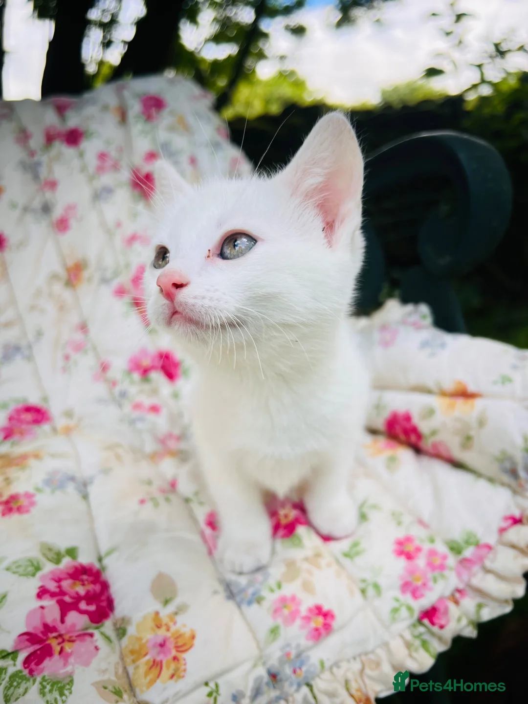 Mixed Breed cats for sale: *READY NOW* 5 Beautiful, Confident Kittens - Advert 2