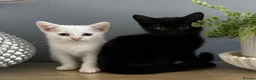 Mixed Breed cats for sale: Beautiful kittens - Advert 3