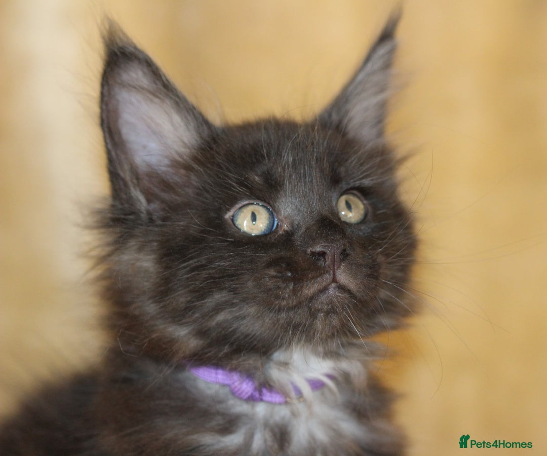 Maine Coon cats for sale: Adorable GCCF Black smoke Maine Coons kittens  - Image 9