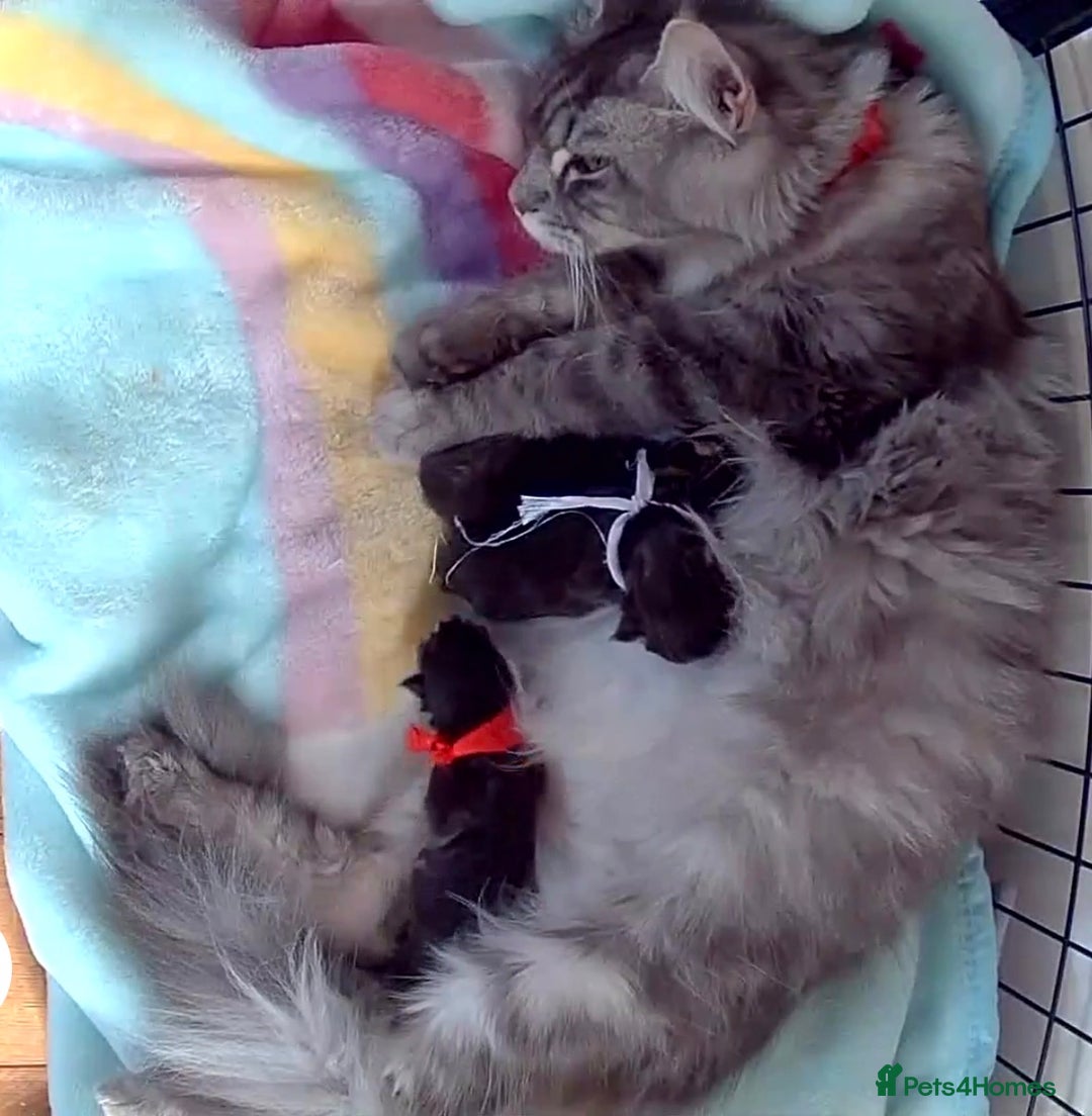 Maine Coon cats for sale: Little Maine coon babies - Advert 4