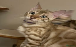 Bengal cats for sale:  Beautiful Bengal ready to reserve - Image 13