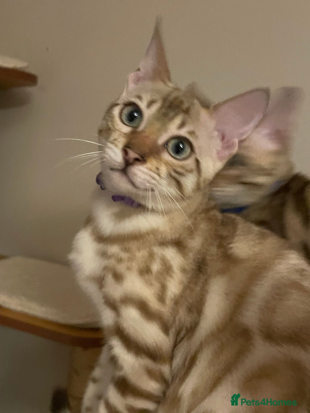 Bengal cats for sale:  Beautiful Bengal ready to reserve - Image 13