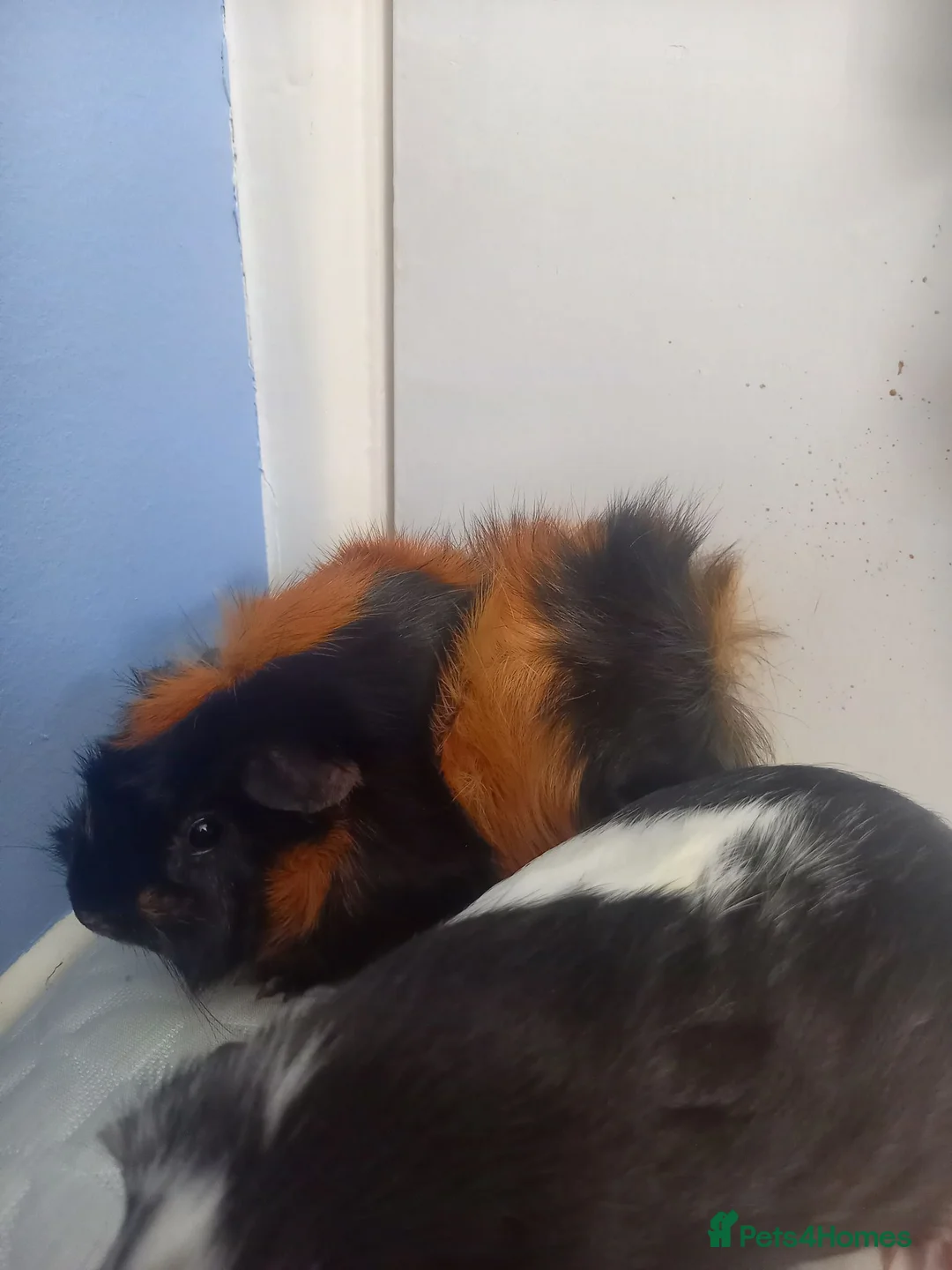 Guinea Pig rodents for sale: 2 sweet young girl guinea pigs Newton Abbot in Newton Abbot - Advert 3