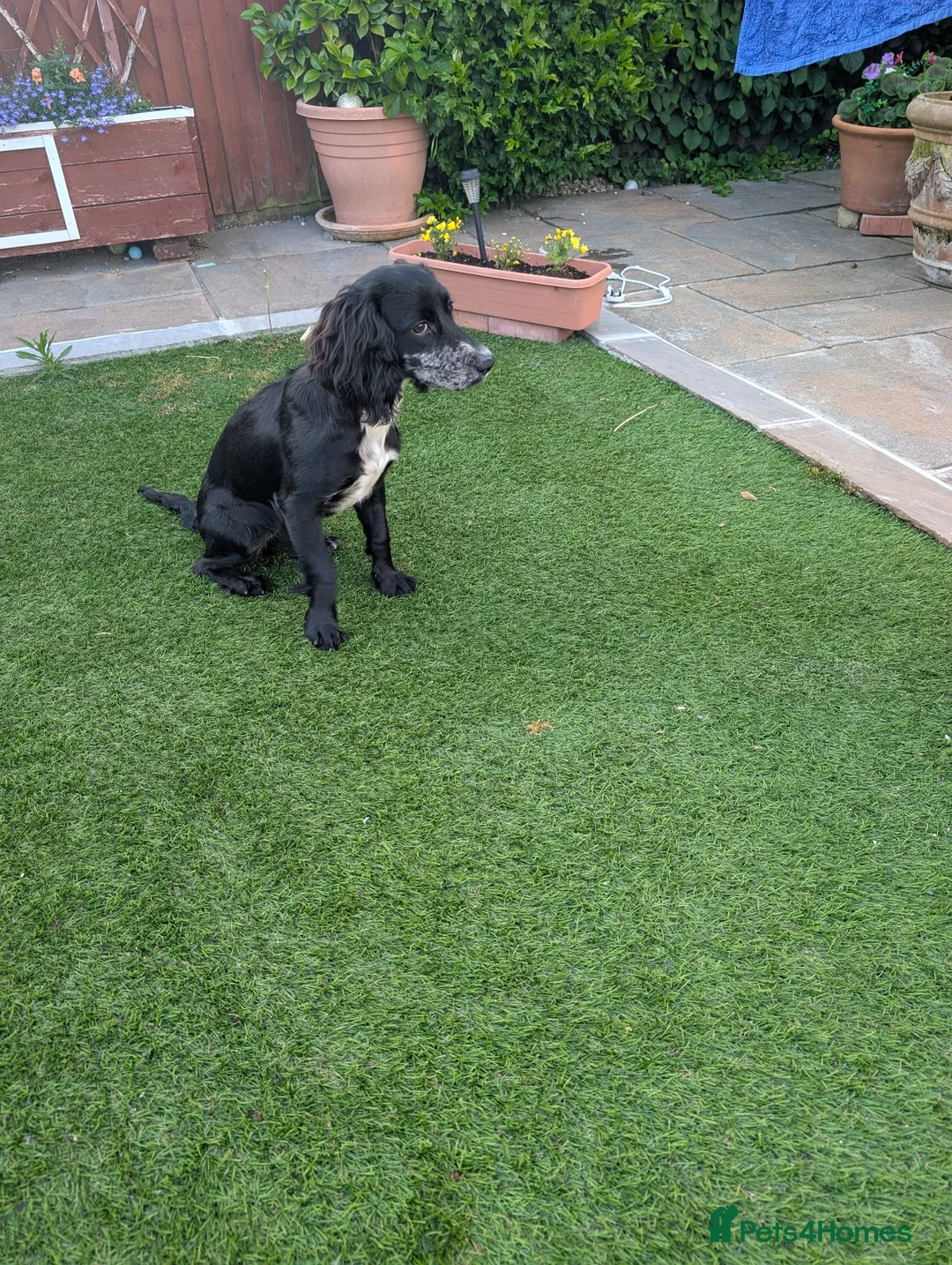 Cocker Spaniel dogs for sale: 7 months old Cocker spaniel  - Advert 1