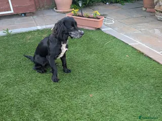 Cocker Spaniel dogs 7 months old Cocker spaniel - Advert 1