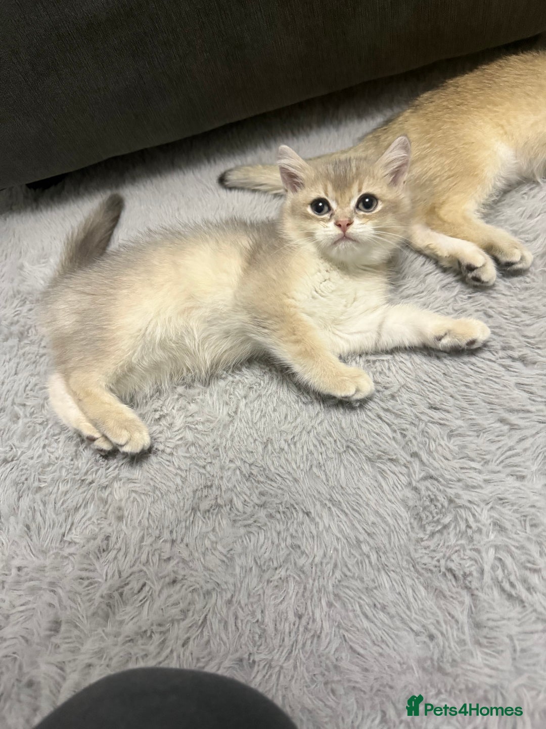 British Shorthair cats for sale: Top quality Champion Gccf british shorthair - Image 15