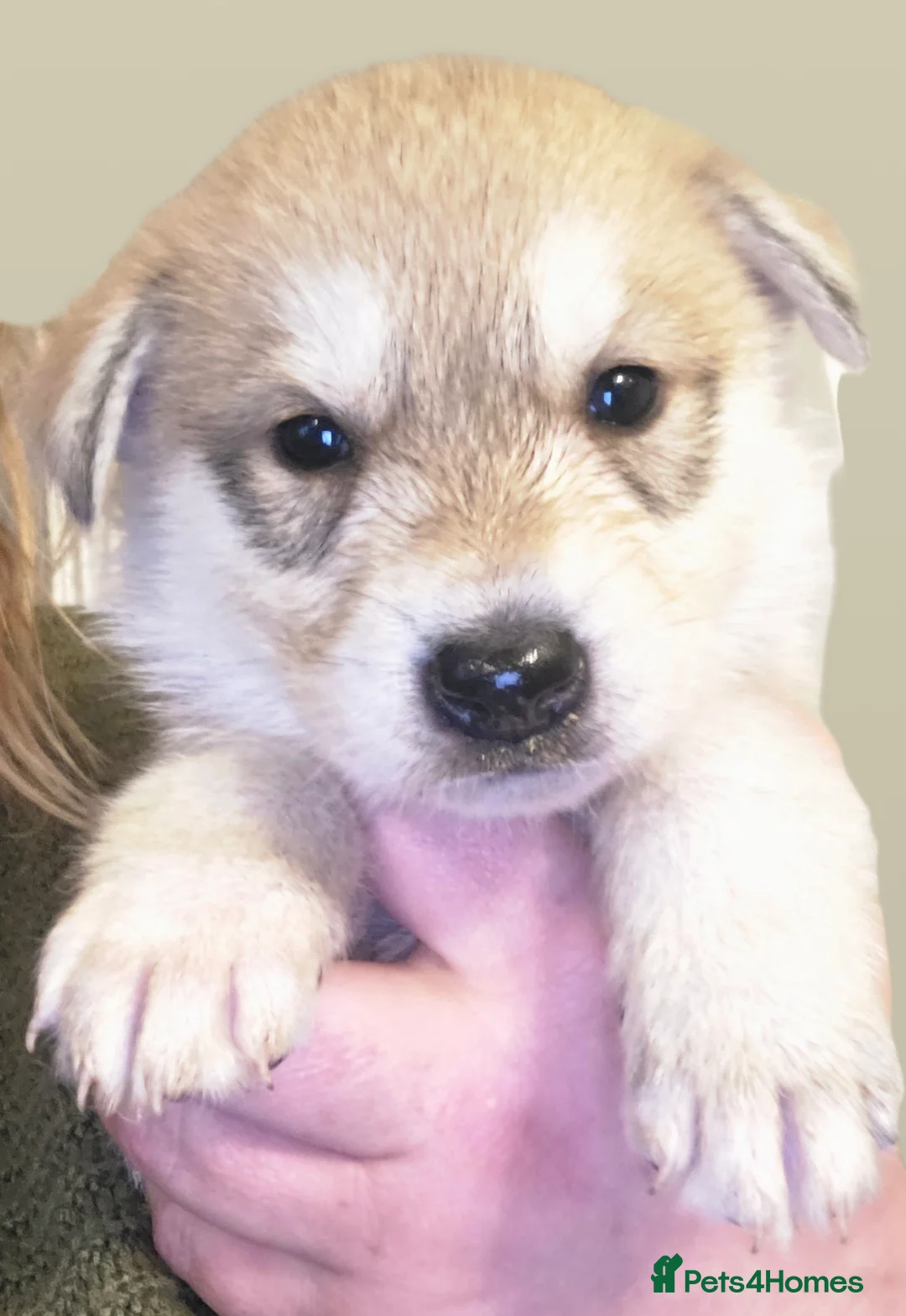 Northern Inuit dogs for sale: Tamaskan Puppies - Advert 3