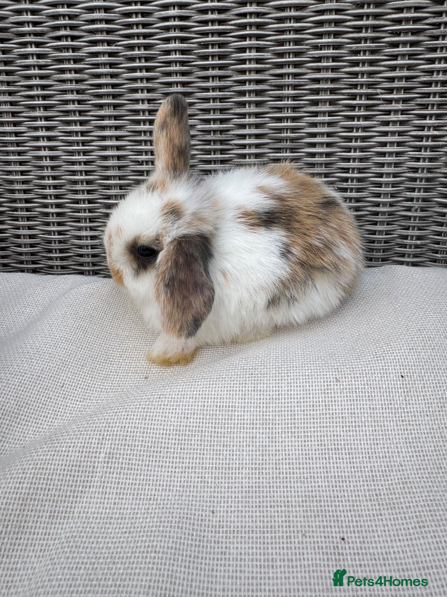 Mini Lop rabbits Mini lops  - Advert 18