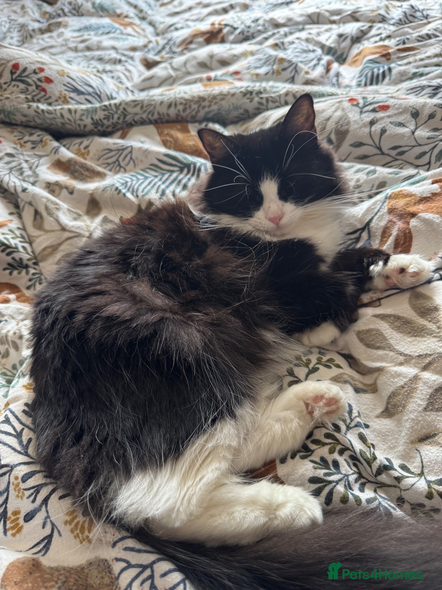 Mixed Breed cats Main coon cross Turkish angora - Advert 1
