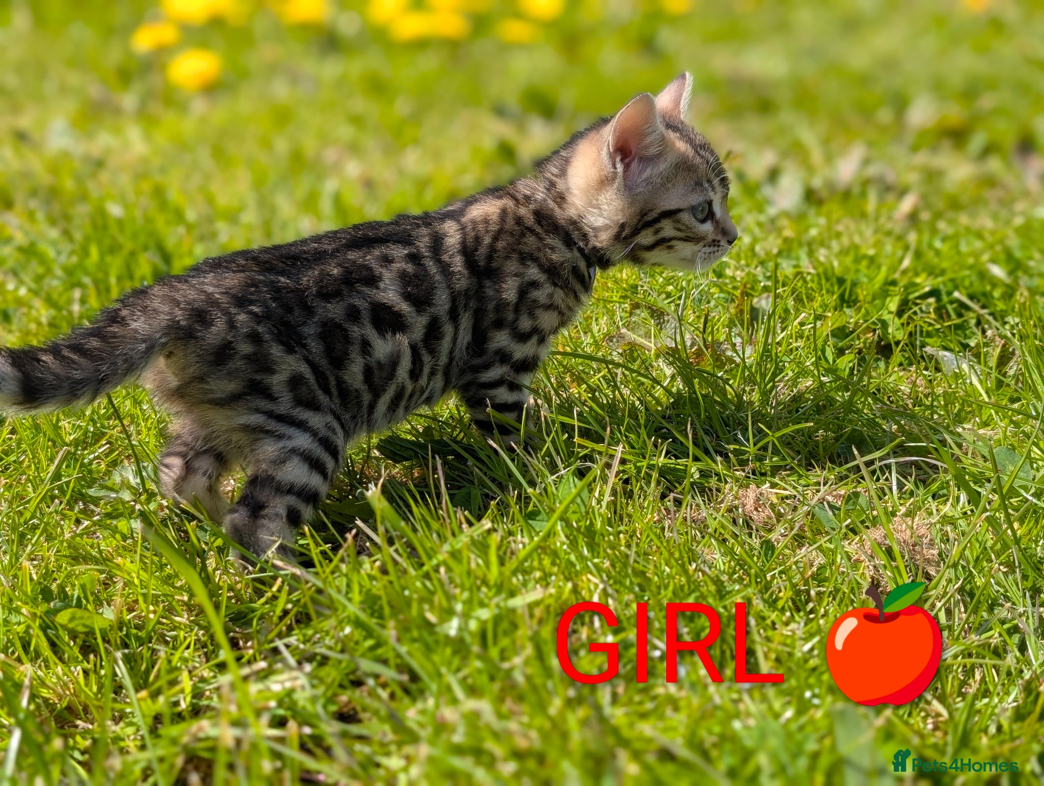 Bengal cats TICA Glitter Bengals|High Contrast|Health tested ✨ - Advert 1