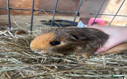 Guinea Pig rodents for sale: Beautiful Young GuineaPigs  - Image 10