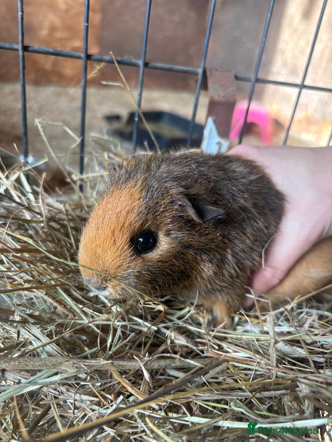 Guinea Pig rodents for sale: Beautiful Young GuineaPigs  - Image 10