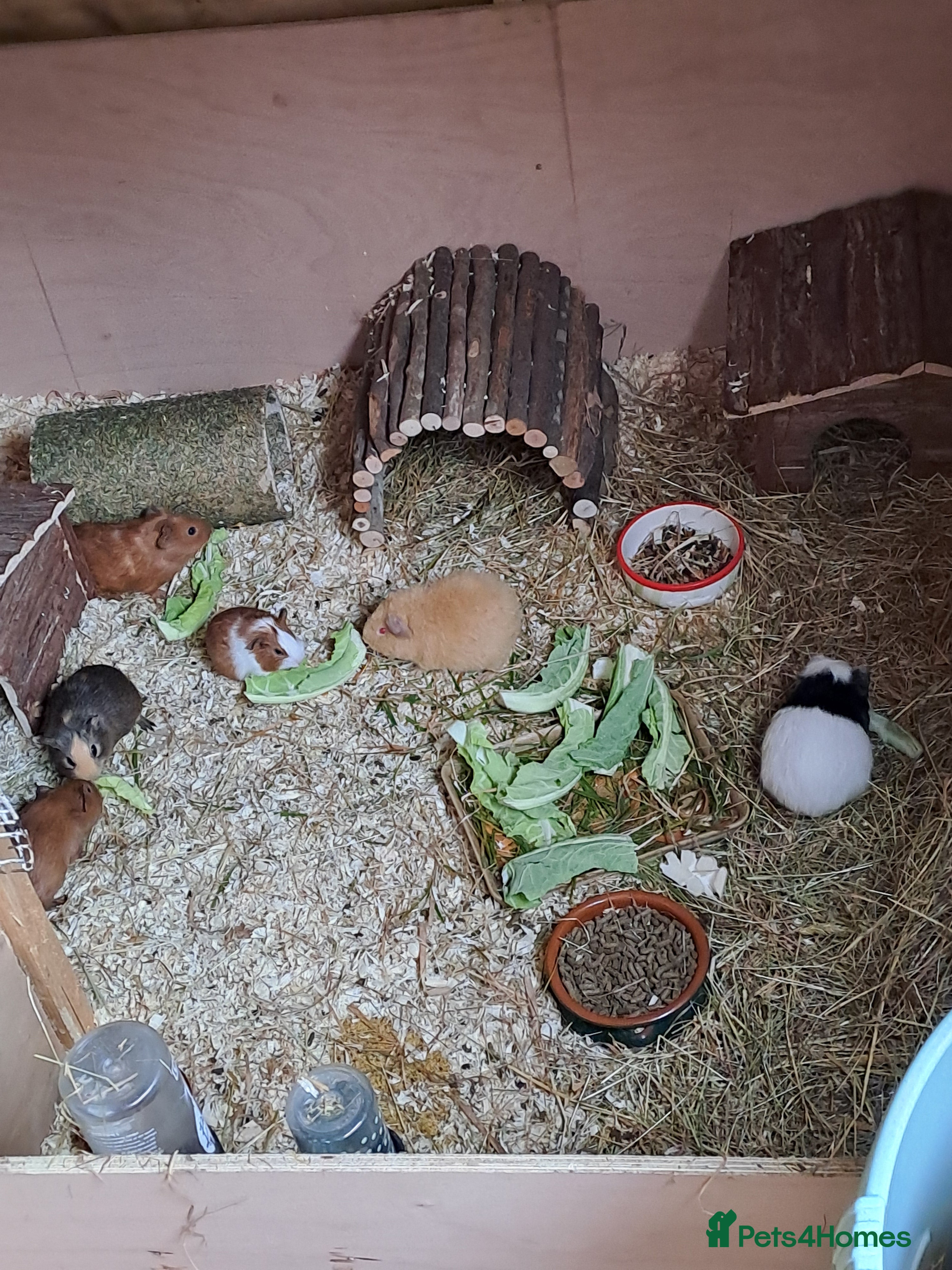Guinea Pig rodents Baby guinea pigs for sale  - Advert 1