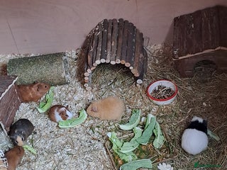 Guinea Pig rodents Baby guinea pigs for sale - Advert 1