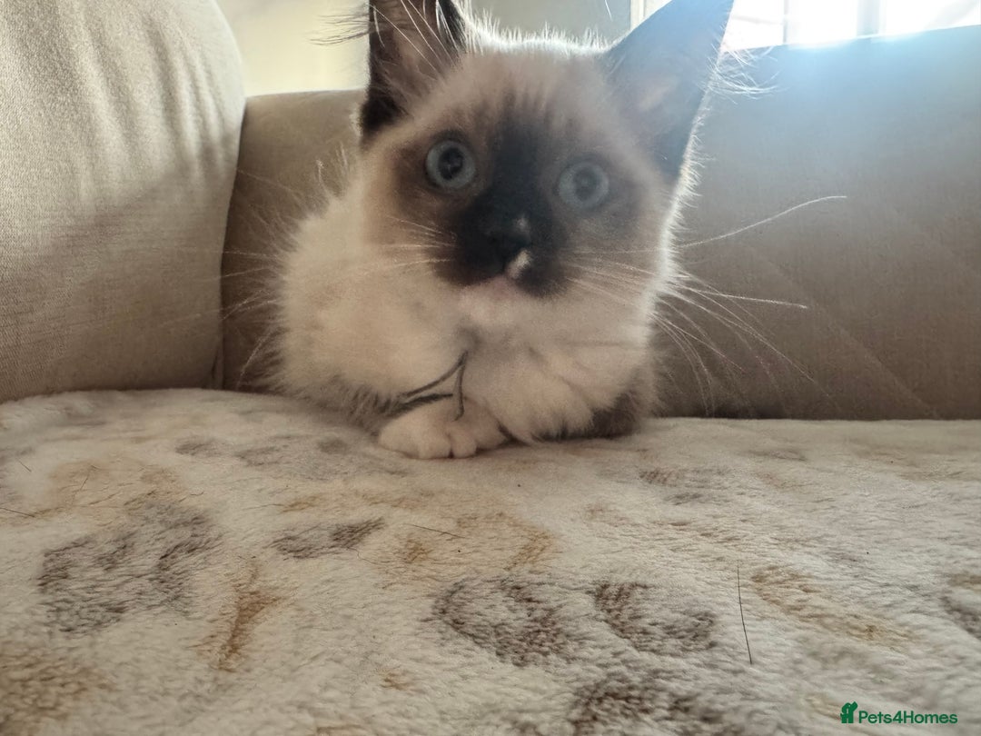 Ragdoll cats for sale: Beautiful Pedigree Ragdolls THREE LEFT  - Image 20