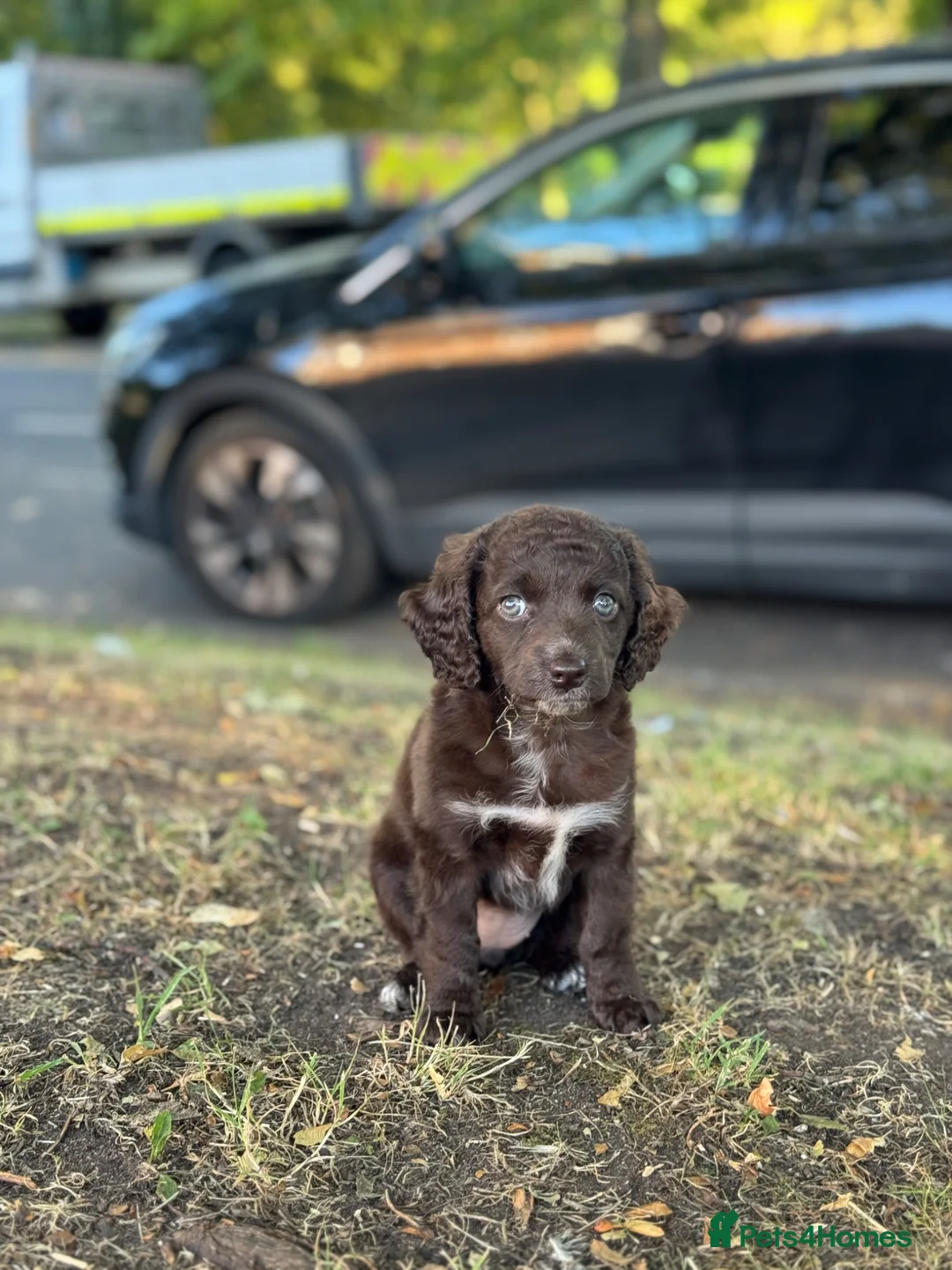 Cockapoo dogs for sale: Cockapoo bitch 9 month  in Newcastle upon Tyne - Advert 1