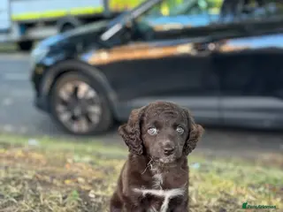 Cockapoo dogs Cockapoo bitch 9 month - Advert 1