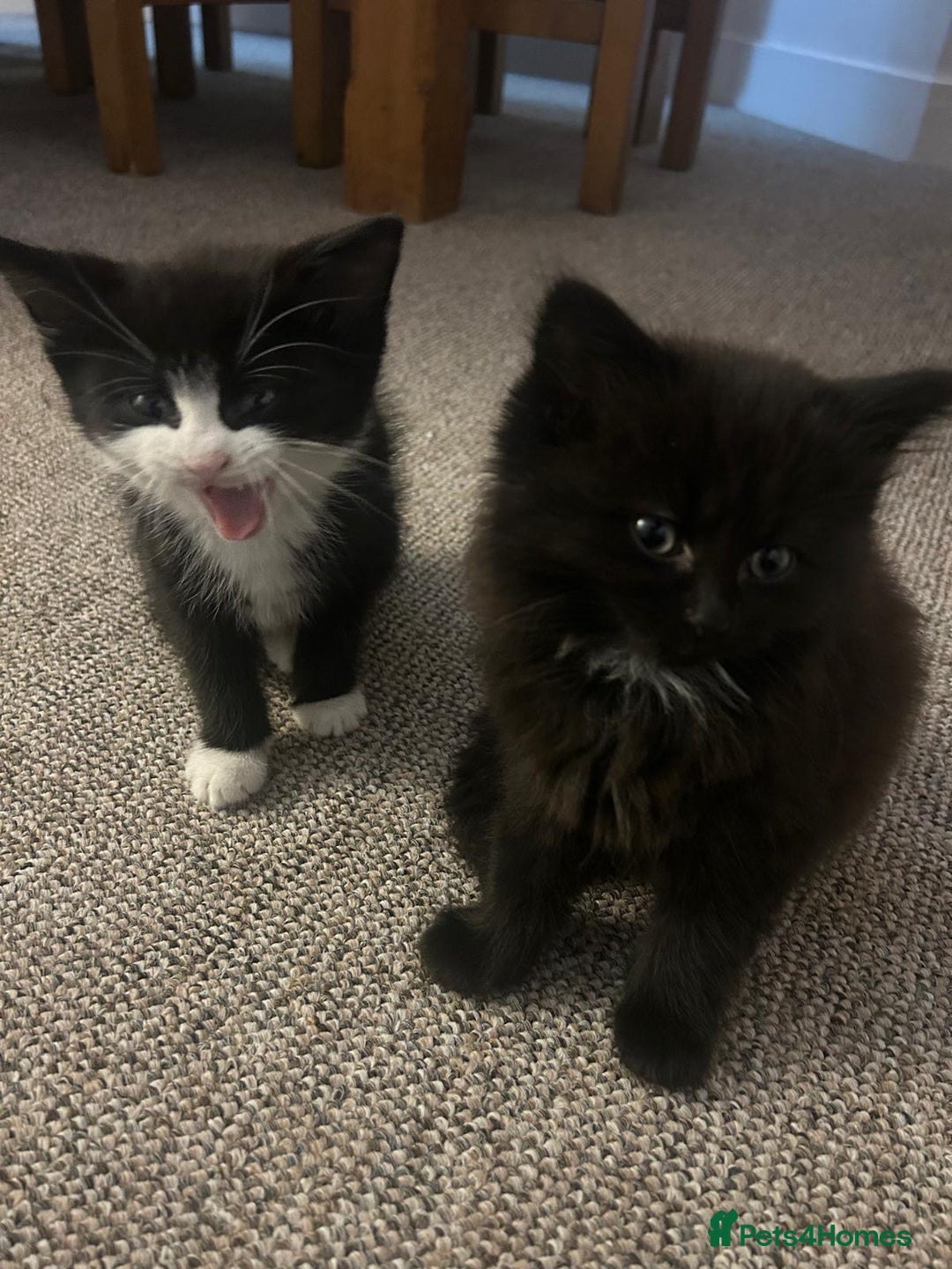 British Shorthair cats for sale: Beautiful kittens for sale - Advert 8