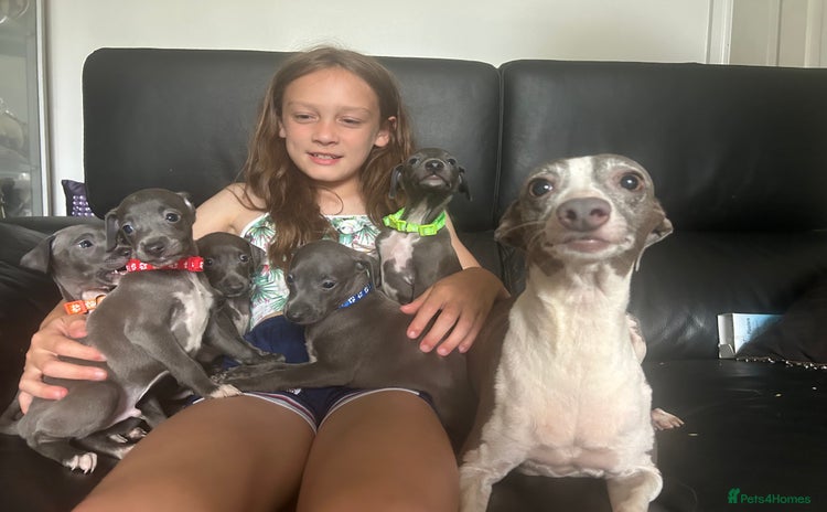 Italian Greyhound dogs - Advert 1