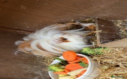Guinea Pig rodents for sale: 3 tier Guinea pig hutch and 2 male guinea pigs  - Image 3