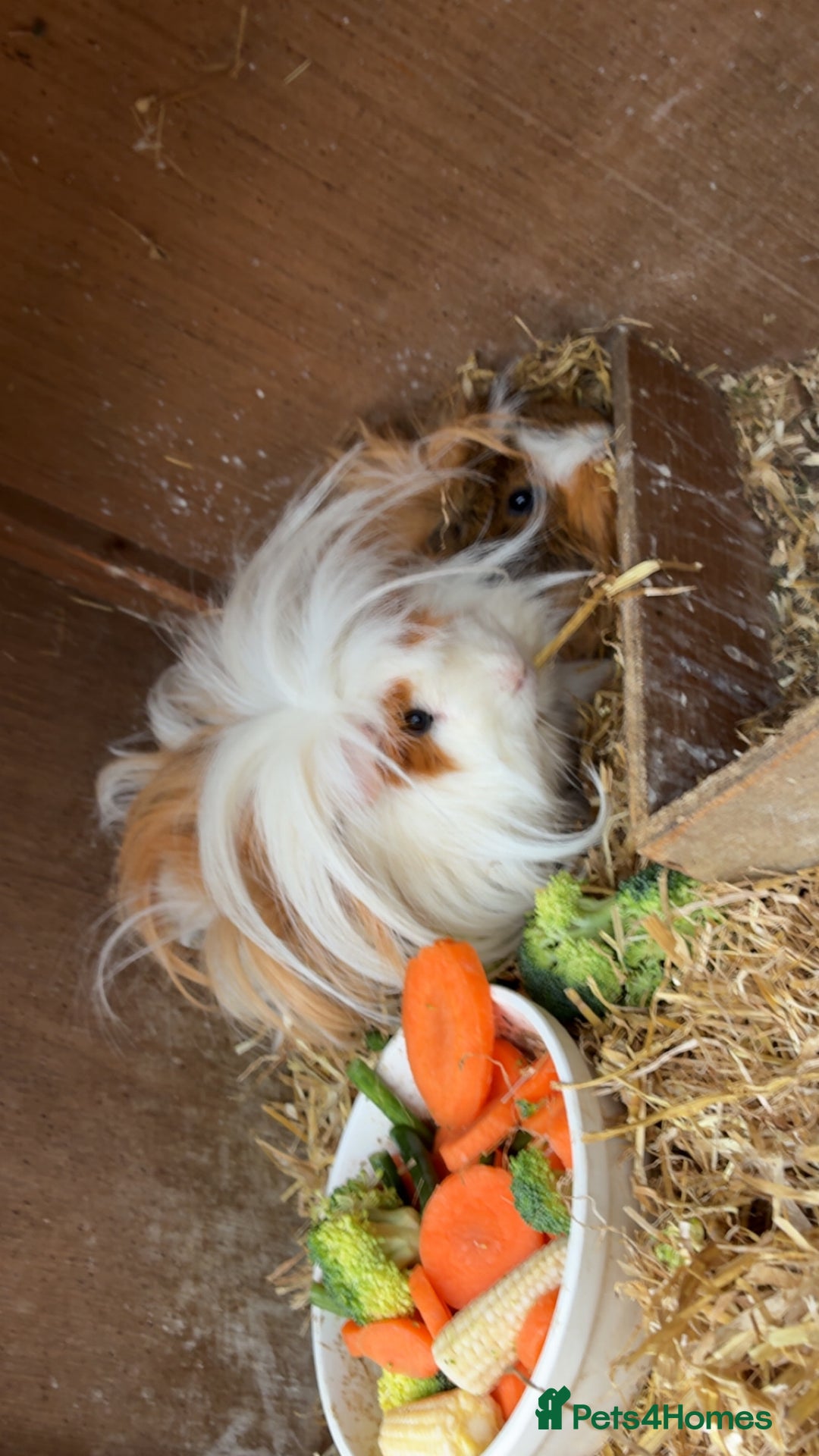 Guinea Pig rodents for sale: 3 tier Guinea pig hutch and 2 male guinea pigs  - Image 3