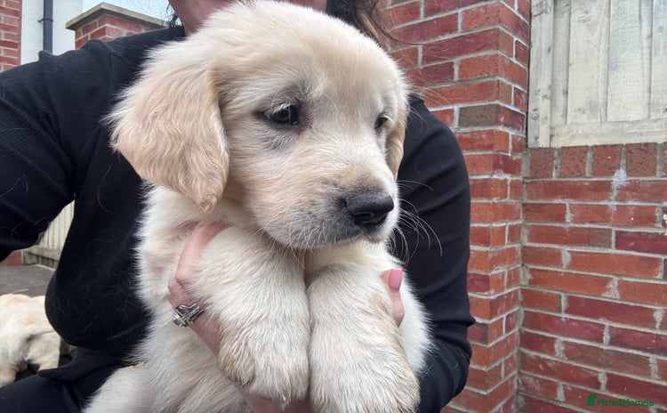 Golden Retriever dogs - Advert 5