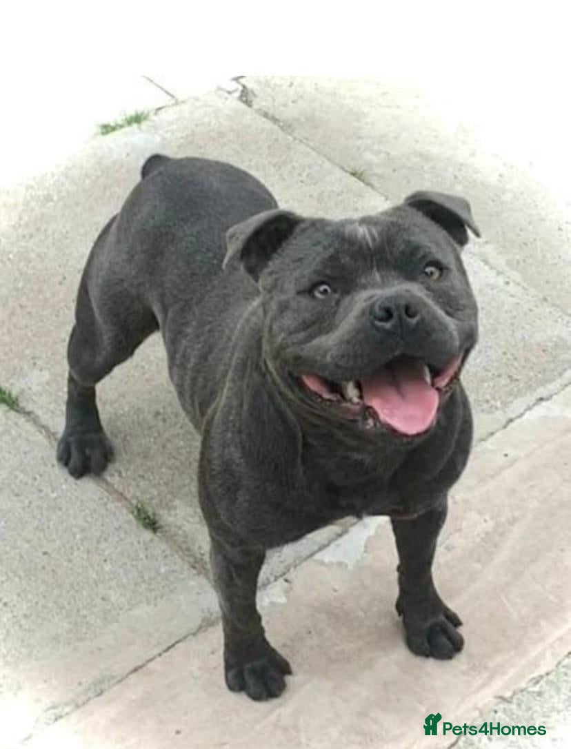 Staffordshire Bull Terrier dogs Stunning KC reg SBT BLUE PUPS - Advert 2