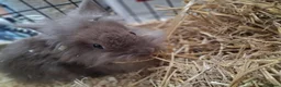Mini Lion Lop rabbits for sale: Mini lop x lion heads - Advert 12