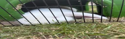 French Lop rabbits for sale: French lop male bugsy  - Advert 4