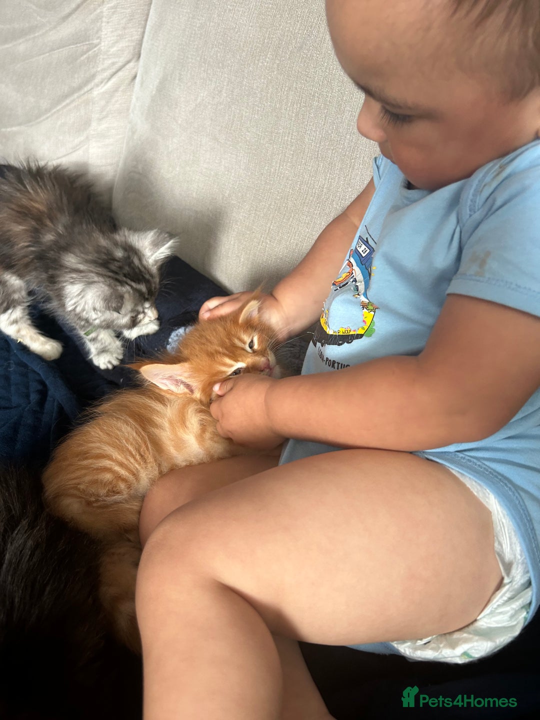 Maine Coon cats for sale: Pedigree MaineCoon Kittens - Image 33