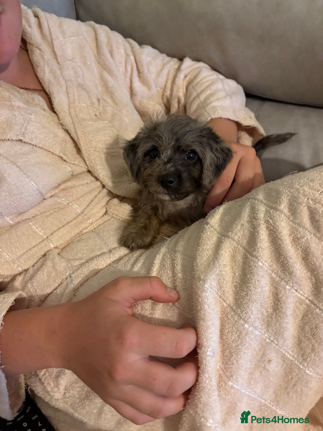 Jackapoo dogs for sale: Beautiful jackapoo’s  - Image 9