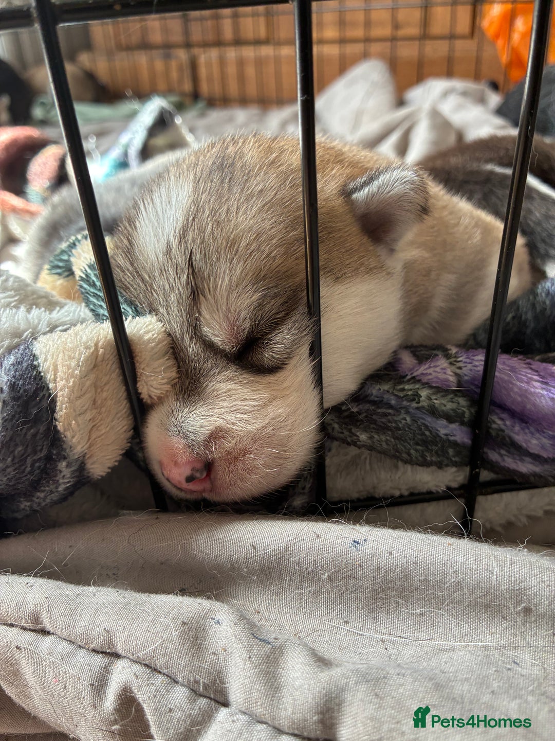 Utonagan dogs for sale: Siberian husky x malamute puppies - Image 2