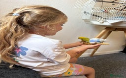 Budgerigars birds for sale: 2 male budgies  - Image 4