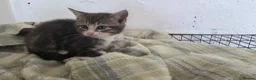 Mixed Breed cats for sale: Adorable mixed breed kittens for sale - Advert 15