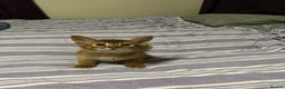 Abyssinian cats for sale: Abyssinian boy available INDOOR HOME ONLY - Advert 5