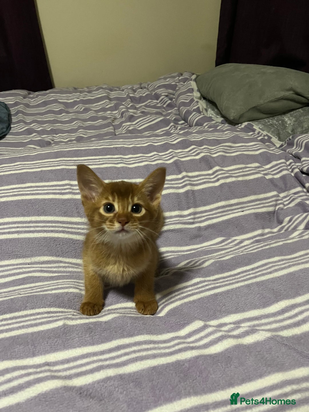 Abyssinian cats for sale: Abyssinian boy available INDOOR HOME ONLY - Advert 5