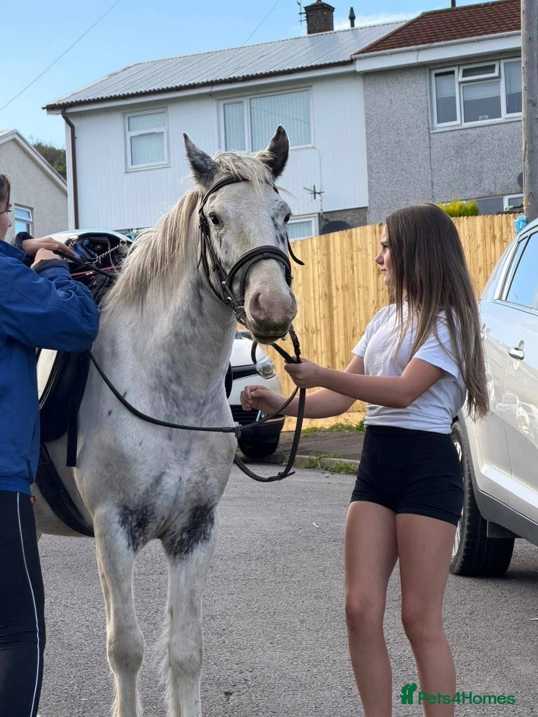 Appaloosa horses for sale: BENJI - Advert 2