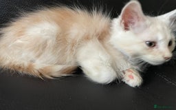 Maine Coon cats for sale: Maine Coon Cross Kittens  - Image 14