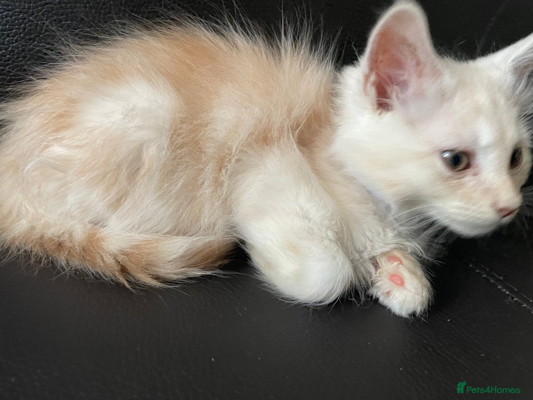 Maine Coon cats for sale: Maine Coon Cross Kittens  - Image 14