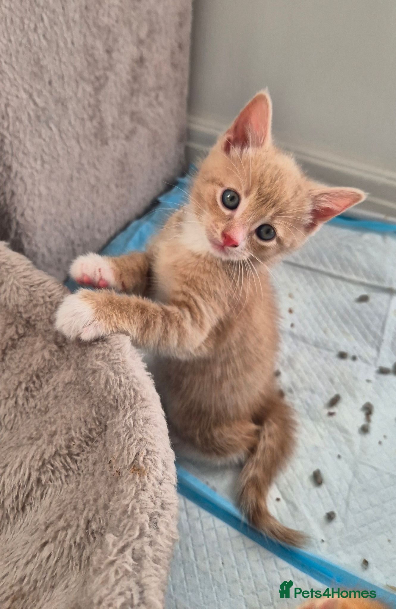 Mixed Breed cats Beautiful ginger kittens  🐾 - Advert 17