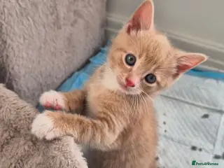 Mixed Breed cats Beautiful ginger kittens 🐾 - Advert 17