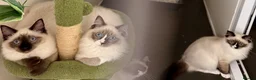 Ragdoll cats for sale: Stunning fully vaccinated male ragdoll kittens - Advert 10