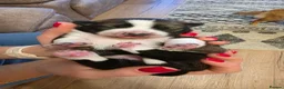 Mixed Breed dogs for sale: 4 Adorable Puppies for Sale – 3 Girls & 1 Boy - Advert 12