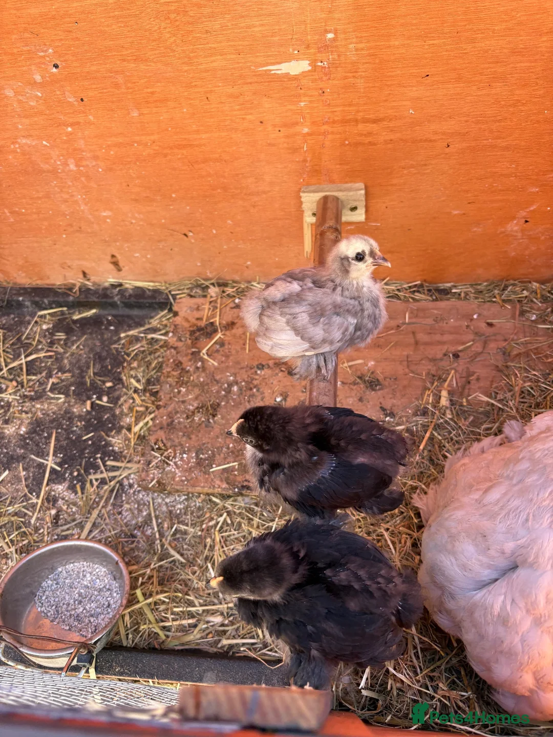 Chickens poultry for sale: 2 bantam pekin roosters rehoming  - Advert 2