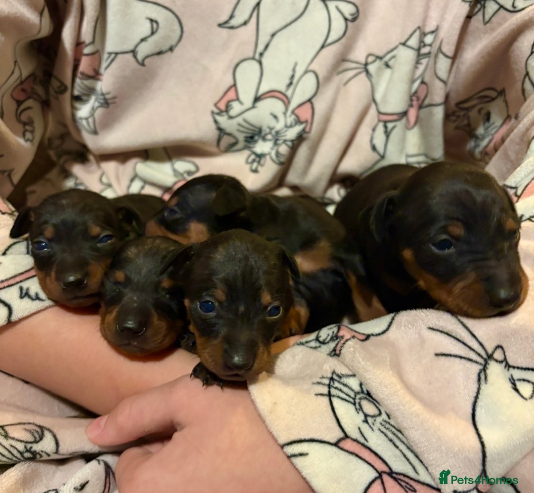 Miniature Pinscher dogs for sale: Beautiful miniature Pinscher puppies  - Advert 1