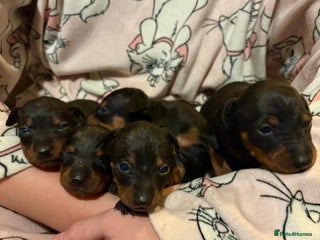 Miniature Pinscher dogs Beautiful miniature Pinscher puppies - Advert 2