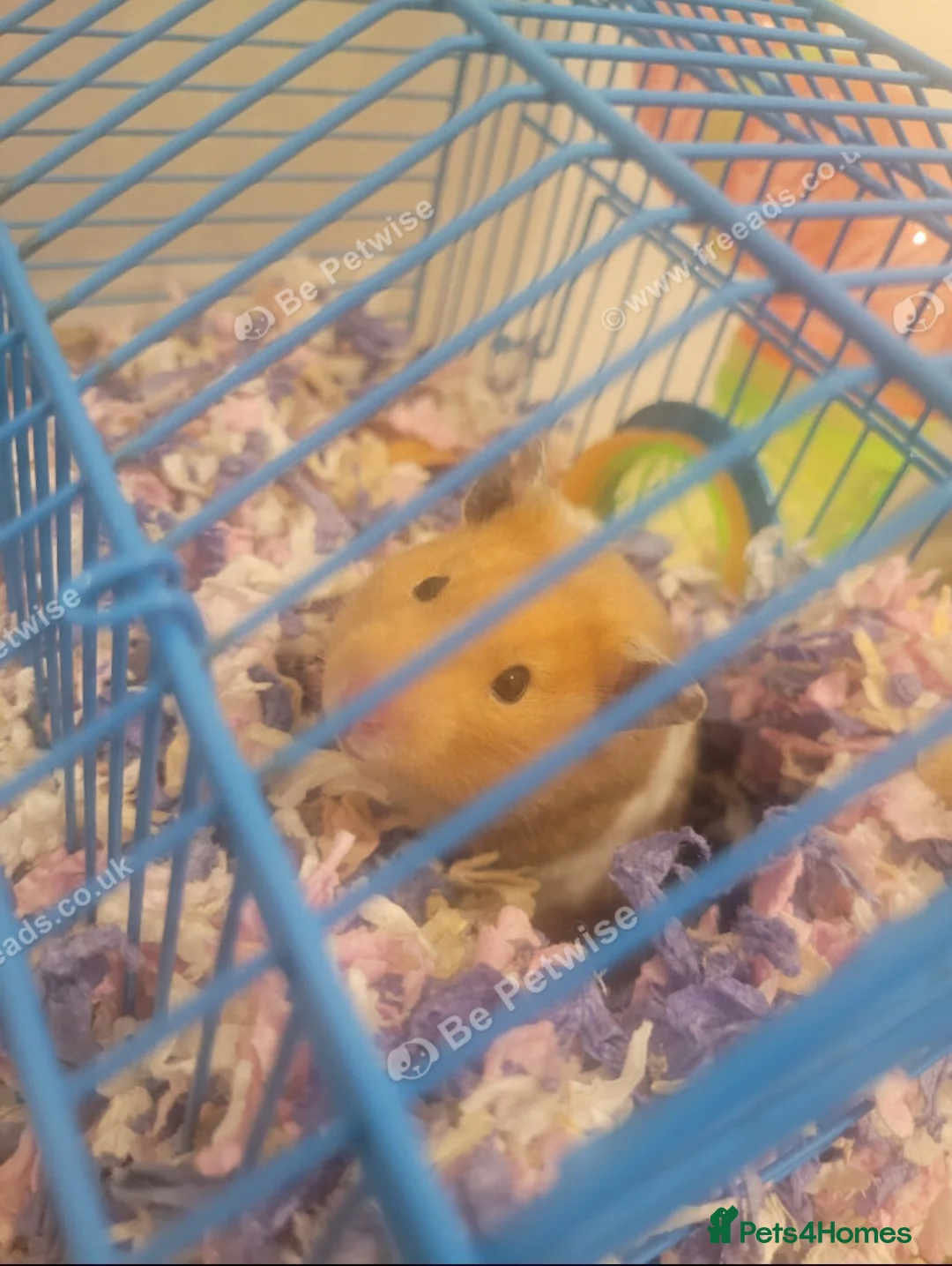 Hamster rodents for sale: Female Hamster Free to good home in Liverpool - Advert 3