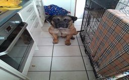 Presa Canario dogs for sale: 2 year old Presa Canario (Male) - Image 5