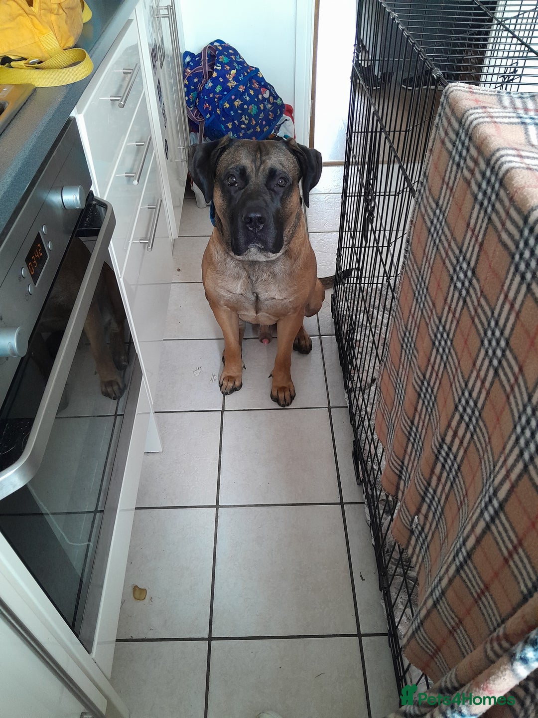 Presa Canario dogs for sale: 2 year old Presa Canario (Male) - Image 5